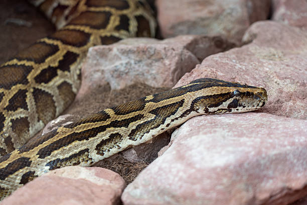 istock A close-up of a python snake resting on red-brown rocks. Its skin displays a complex, camouflaged pattern, highlighting the reptile's detail and the natural wildlife environment 2241050907