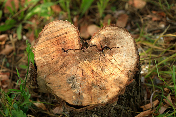 istock Mushrooms close to wooden stump 2241056174