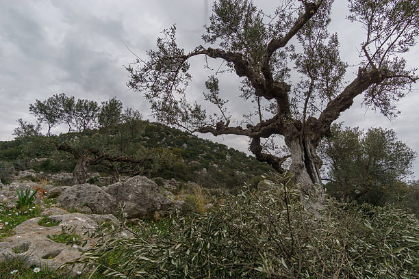 Old olive grove with flowers on idyllic rocky meadow in spring time, Stavropegial, Messinia, Peloponnese, Greece