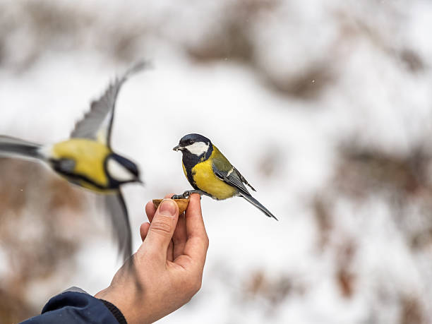 istock A tit sits on a man's hand and eats seeds. 2241057959