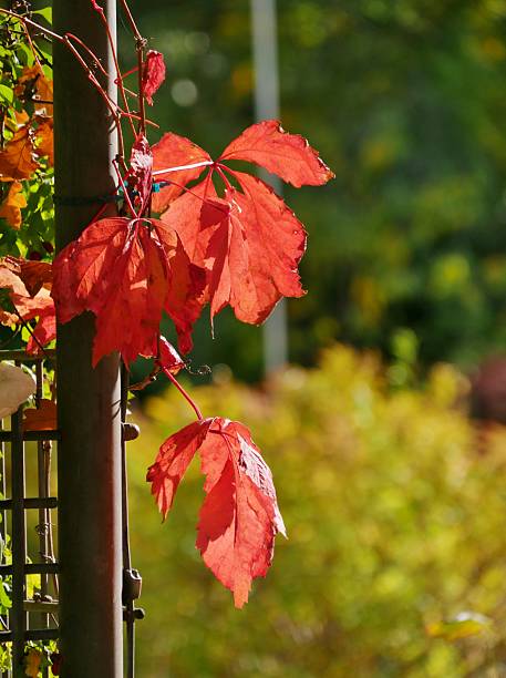 istock Autumn leaves in the garden 2241059022