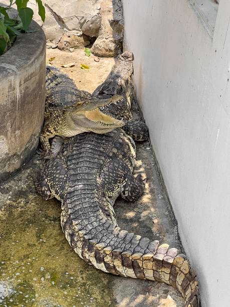 A large crocodile gapes, showcasing its formidable open jaws, sharp teeth, and rugged scales. Resting in a sunny concrete enclosure with another reptile, this image captures the raw, primal essence of