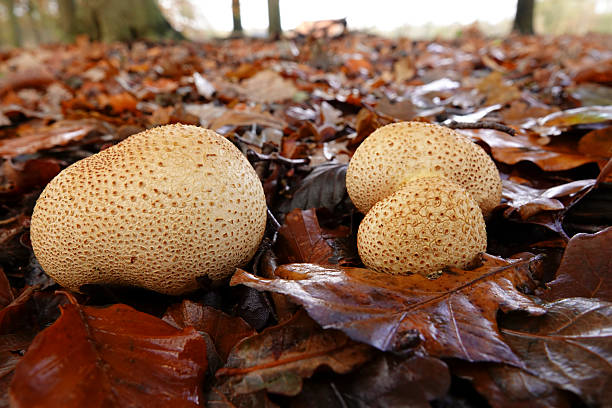 istock Closeup on the common earth ball mushroom, Scleroderma citrinum sitting on the forest floor 2241061950