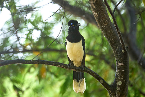 istock Plush-crested jay, cyanocorax chrysops, in El Palmar National Park, Argentina 2241065875