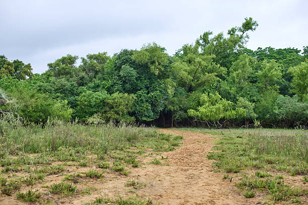 istock Quiet natural scenery: a trail into an area of dense vegetation 2241067237