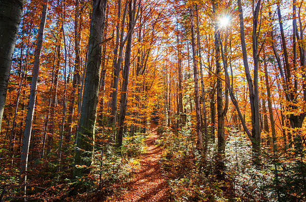 Golden autumn forest with sun rays. Sunny day in mountains