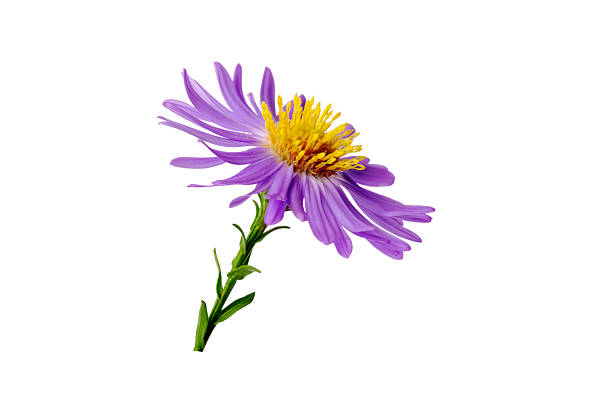 istock Lilac chrysanthemum flower isolated on white background 2241070160