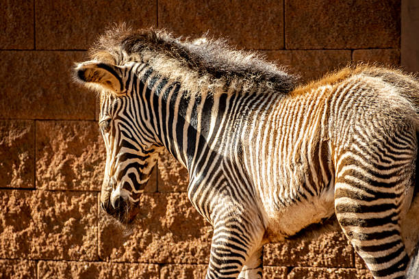 close-up of a suckling zebra