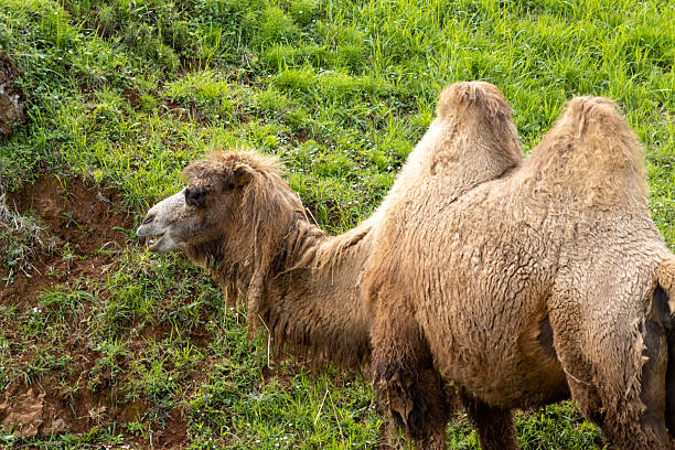 Bactrian camel with two humps standing on a grassy slope