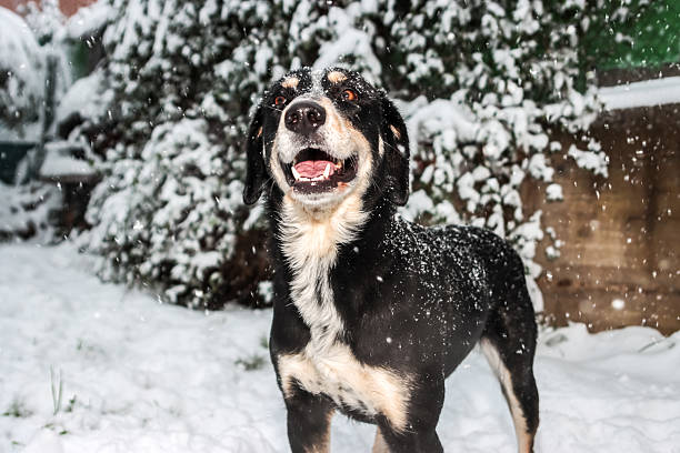 istock Happy dog enjoying snowfall in a winter garden 2241070853