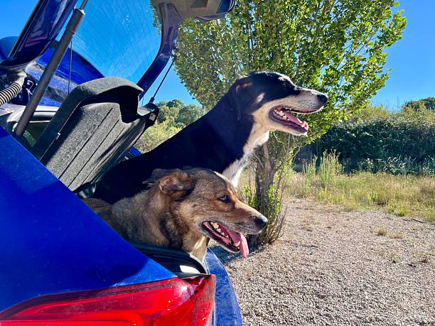 istock Dogs exploring nature from car trunk on road trip 2241071523