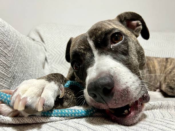 istock Brindle puppy dog chewing rope toy on sofa 2241071538
