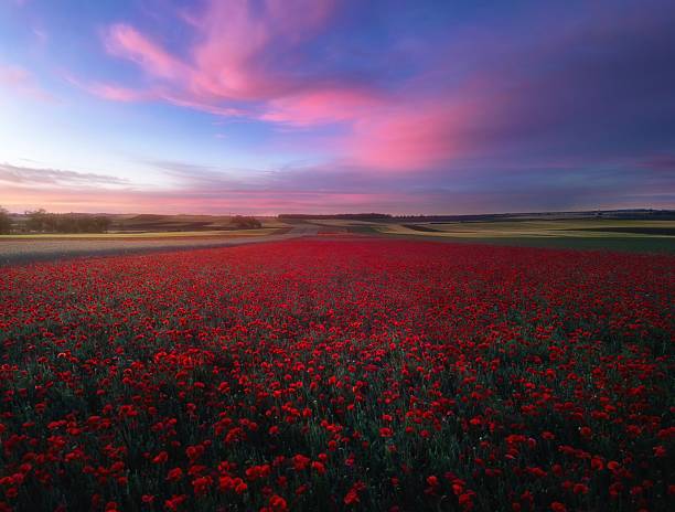 Vibrant red poppy field under colorful sunset skies in Castilla-La Mancha. Wide rural landscape with peaceful countryside atmosphere.