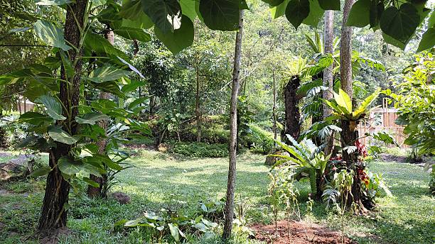 istock Lush Tropical Rainforest Garden with Sun Dappled Clearing 2241077578