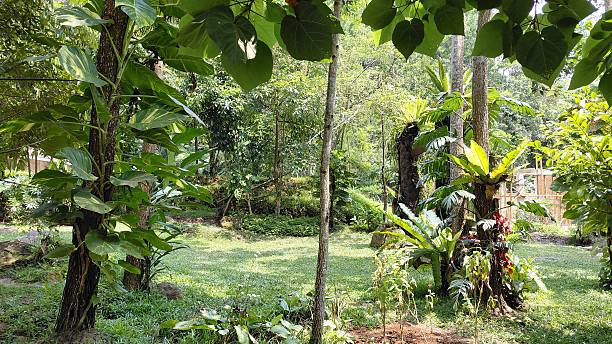 istock Lush Tropical Rainforest Garden with Sun Dappled Clearing 2241077603