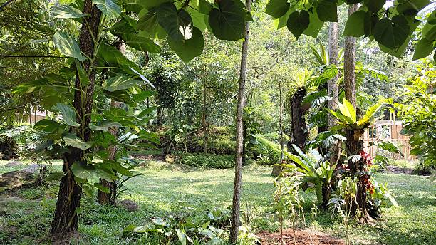 istock Lush Tropical Rainforest Garden with Sun Dappled Clearing 2241077619