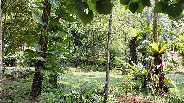 istock Lush Tropical Rainforest Garden with Sun Dappled Clearing 2241077643
