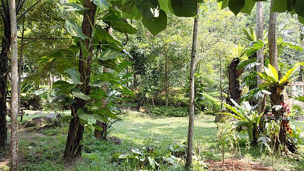 istock Lush Tropical Rainforest Garden with Sun Dappled Clearing 2241077668