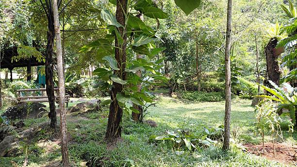 istock Lush Tropical Rainforest Garden with Sun Dappled Clearing 2241077690