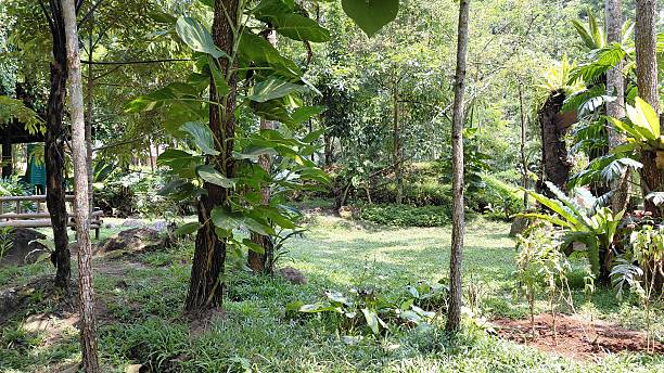 istock Lush Tropical Rainforest Garden with Sun Dappled Clearing 2241077701