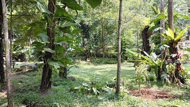 istock Lush Tropical Rainforest Garden with Sun Dappled Clearing 2241077711
