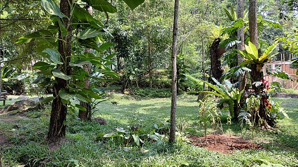 istock Lush Tropical Rainforest Garden with Sun Dappled Clearing 2241077744