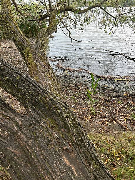 istock Trees With Mossy Trunk and Shoreline by Calm Waterfront 2241078381