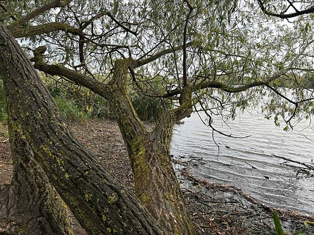 Trees With Mossy Trunk and Shoreline by Calm Waterfront
