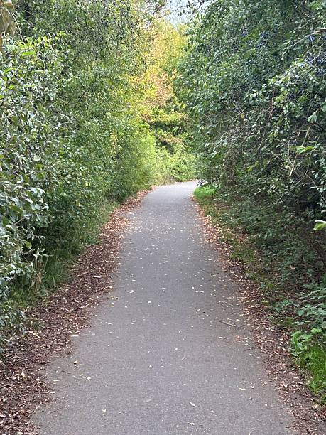 istock Serene Green Pathway Through Dense Hedge Trees Outdoor Exploration 2241078433