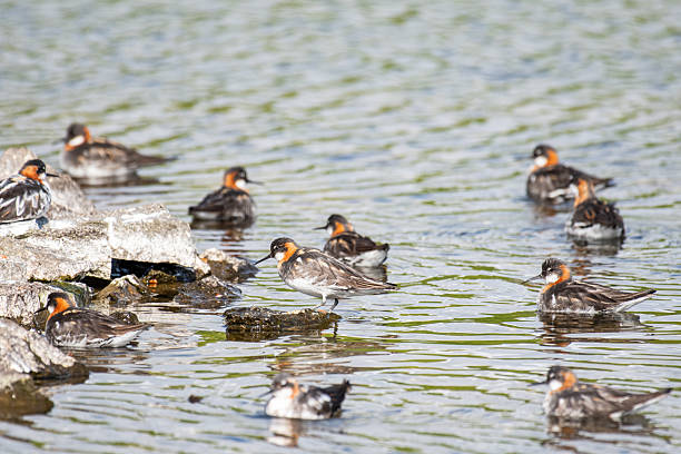 red-necked phalarope swimming in a pond
