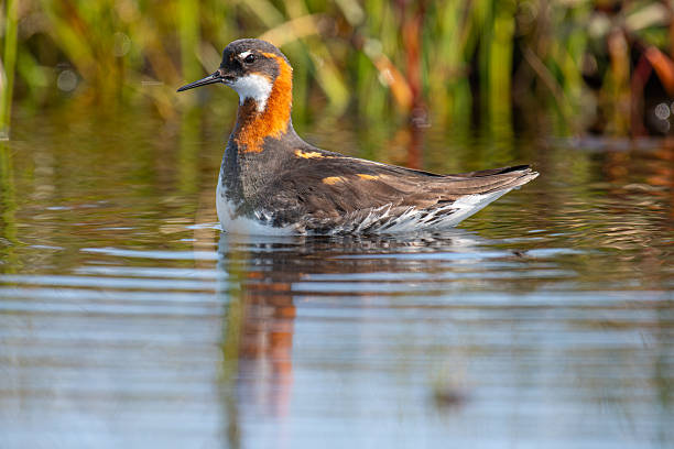 istock red-necked phalarope swimming in a lake 2241079820