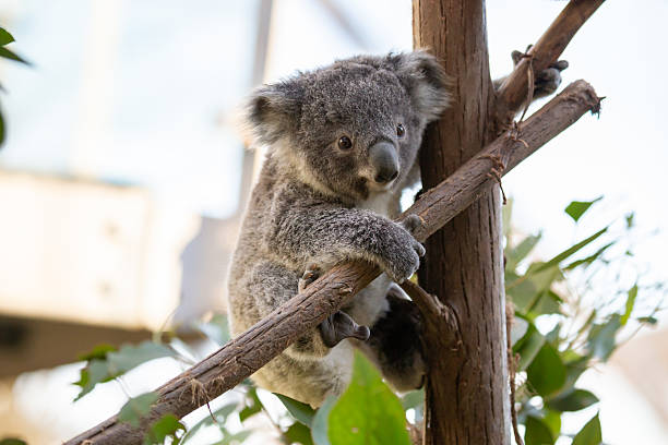 istock A fluffy baby koala climbs a eucalyptus tree in a rainforest 2241090076