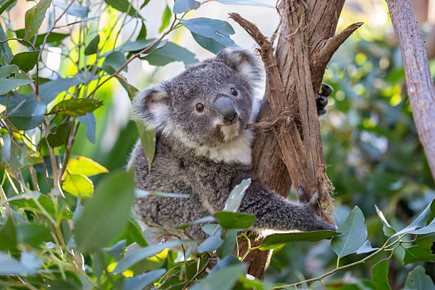 istock A fluffy baby koala climbs a eucalyptus tree in a rainforest 2241090078