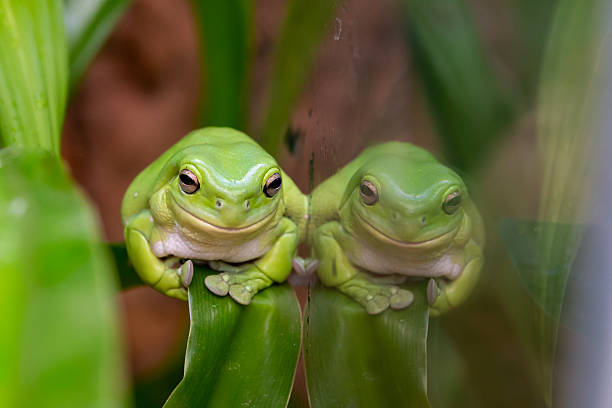 Mediterranean tree frog (Hyla meridionalis)
