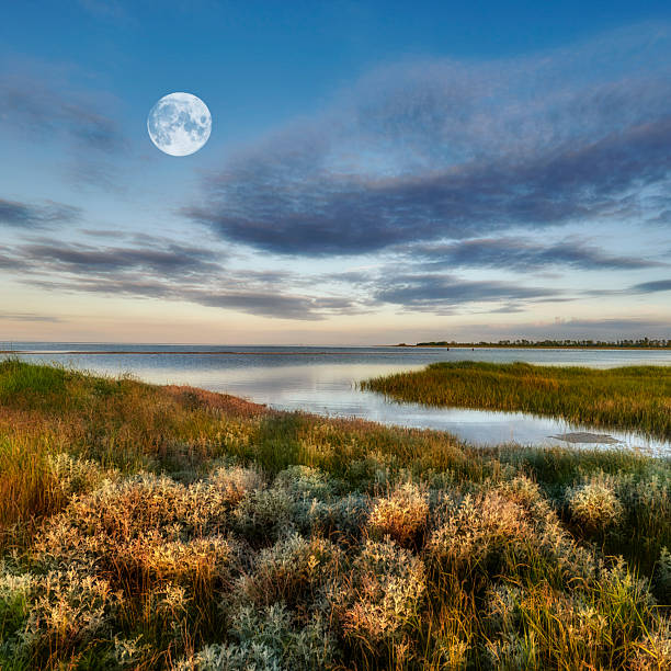 A serene coastal marsh scene in Denmark features a bright full moon rising above a calm inlet. Golden grasses and sagebrush-like Artemisia and Salix dominate the foreground, while distant land and a soft, moody sky create a sense of quiet, nature-first beauty at twilight.