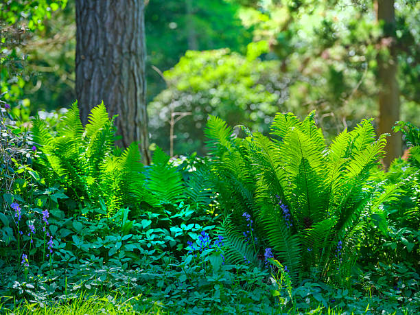 In a sunlit Denmark woodland, vibrant ferns such as Pteridium aquilinum rise from rich groundcover alongside blue wildflowers. The scene exudes calm and natural harmony, inviting exploration of Nordic forests and their diverse flora, from tall trees to delicate blooms. A serene, nature-filled moment perfect for outdoor and botanical themes.