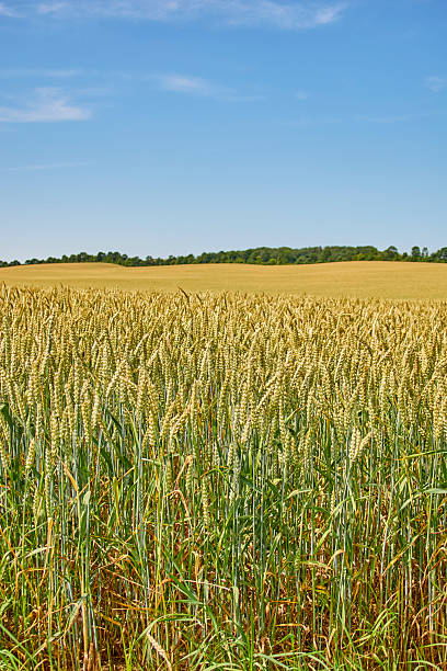 istock Golden wheat field under a clear blue sky, creating a warm rural landscape perfect for agricultural, harvest, and Denmark-inspired countryside imagery 2241090497