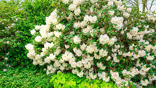 A vibrant Denmark garden scene featuring a dense rhododendron shrub in full bloom with white blossoms spilling over green foliage. Surrounding greenery, hints of pink flowers, and bright natural light convey peace, renewal, and botanical beautyâideal for nature, garden, and seasonal stock imagery.
