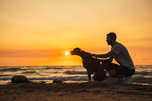 istock Man kneeling on the beach beside a German Boxer dog during a stunning sunset, both facing the ocean as waves roll gently to the shore. 2241092228