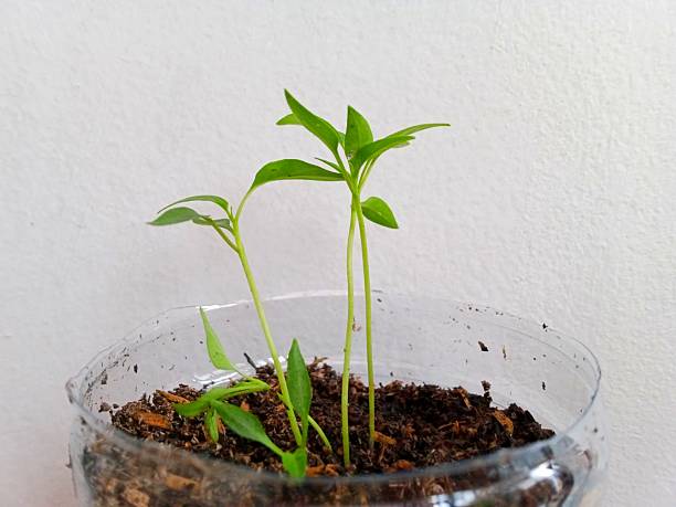 istock Plants growing in pots made with available materials 2241092484