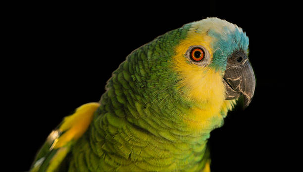 istock Vibrant Parrot with Intense Red Eye 2241094509