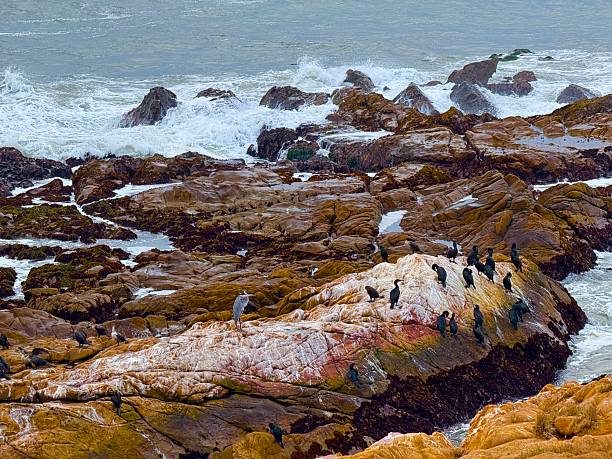 The Central California coast features a variety of terrain from sandy beaches, rocky coastline, forests and rolling hills.The main road is Highway 1, the Pacific Coast Highway.