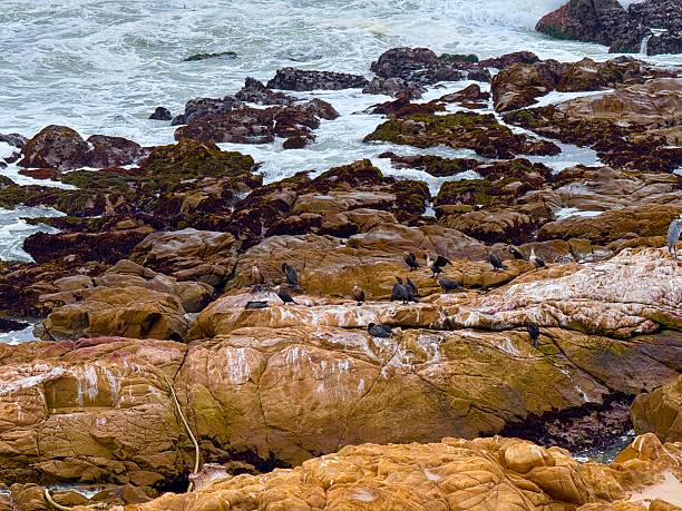 Monterey, United States - 13 Jul 2017: The bird in the marina, Monterey city, West coast, United States
