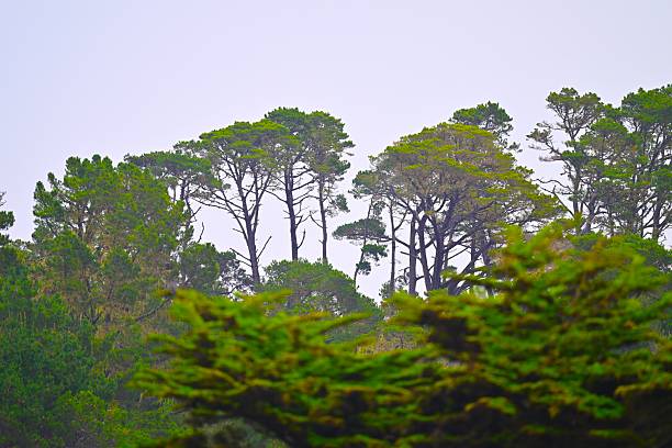 The Central California coast features a variety of terrain from sandy beaches, rocky coastline, forests and rolling hills.The main road is Highway 1, the Pacific Coast Highway.