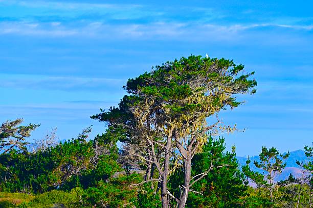 The Central California coast features a variety of terrain from sandy beaches, rocky coastline, forests and rolling hills.The main road is Highway 1, the Pacific Coast Highway.