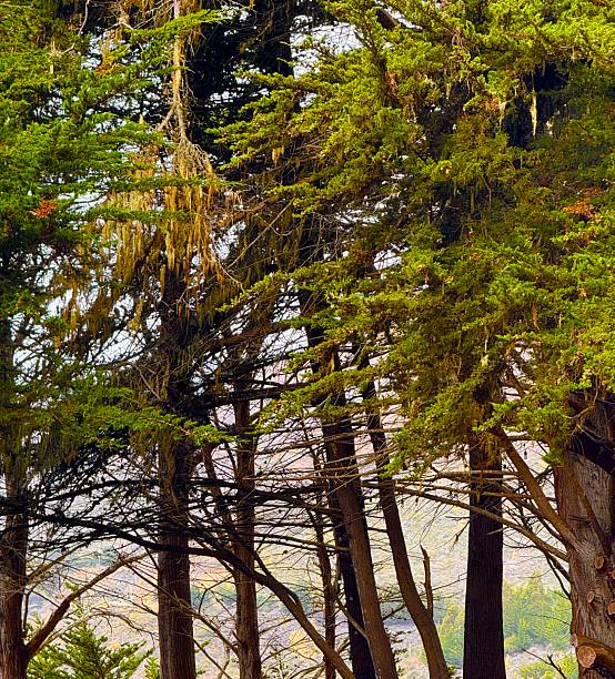 Up the Central California Coast