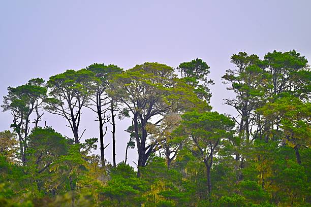The Central California coast features a variety of terrain from sandy beaches, rocky coastline, forests and rolling hills.The main road is Highway 1, the Pacific Coast Highway.