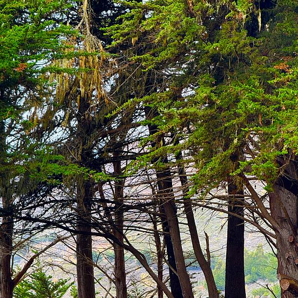 istock Up the Central California Coast 2241101723