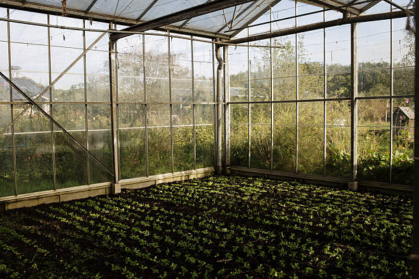 istock Seedlings growing in a garden greenhouse 2241102474