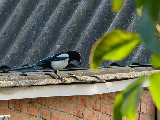 Magpie, Bird, Animal